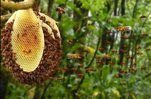 கோவில் திருவிழாவில் விபரீதம்... தேனீக்கள் கொட்டியதில் 100 பேர் மருத்துவமனையில் அனுமதி!