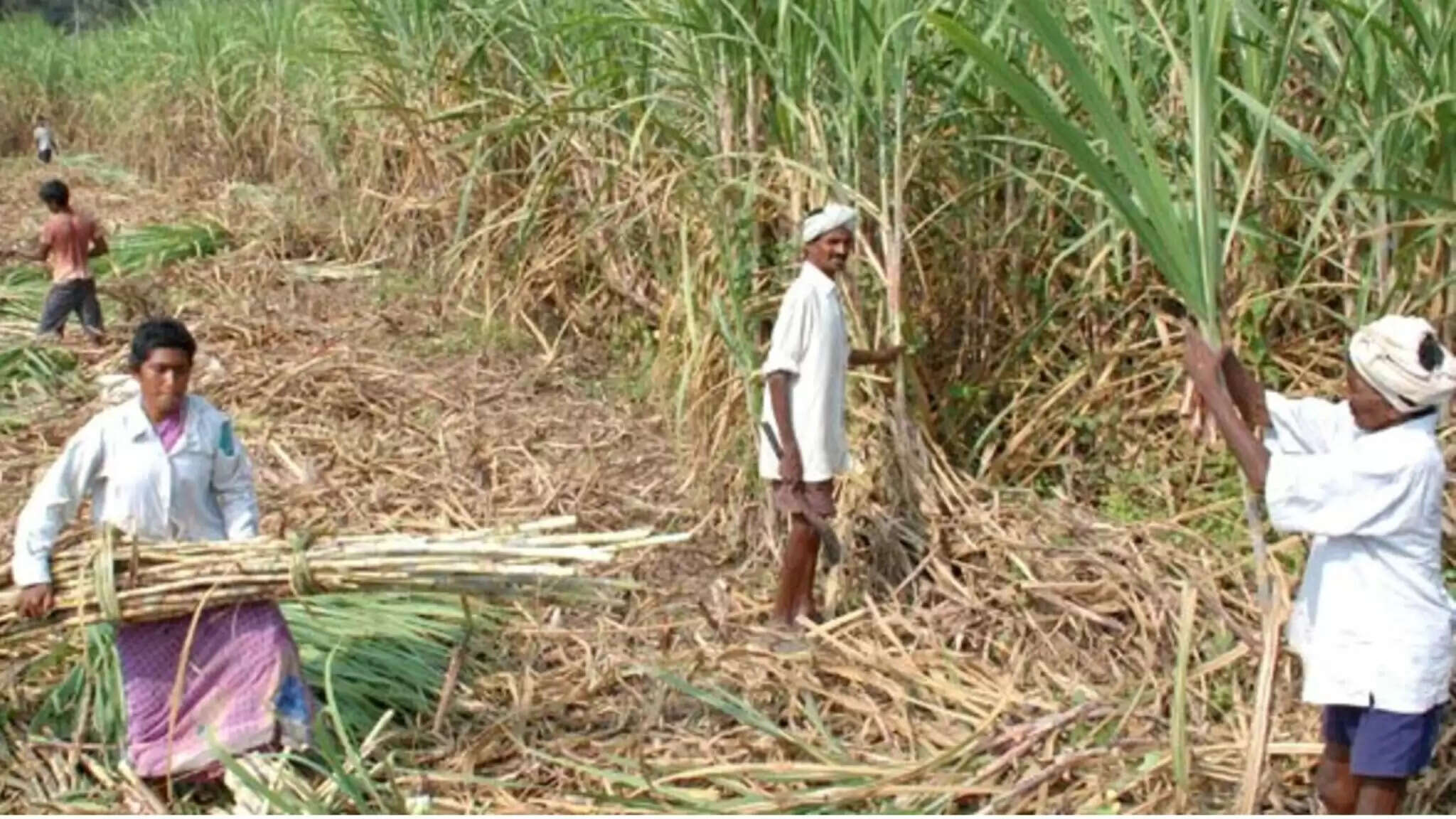 கரும்பு விவசாயிகளுக்கு இனி கவலை இல்லை