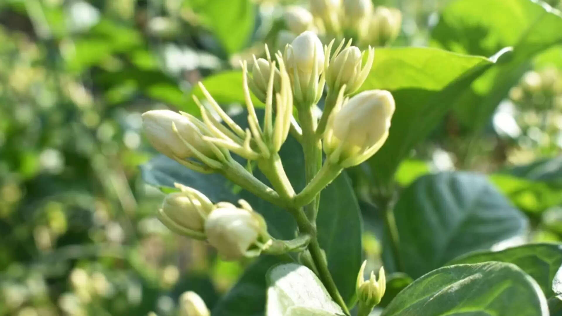 புவிசார் குறியீட்டு சான்றிதழ்: மதுரை மல்லி மற்றும் இதர பாரம்பரிய மலர்கள், தமிழகத்திலிருந்து துபாய், அமெரிக்காவிற்கு ஏற்றுமதி