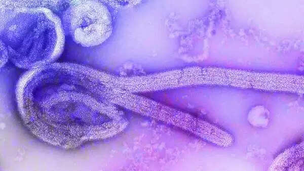 அதிர்ச்சி!! கேரளாவில் 13 பேருக்கு நோரோ வைரஸ்!!