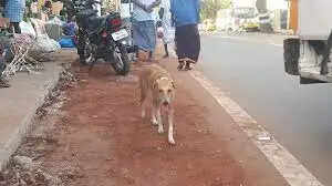 சந்தனம், குங்குமம் புத்தாடை , வளையல்கள் அணிவித்து நாய்க்கு வளைகாப்பு!