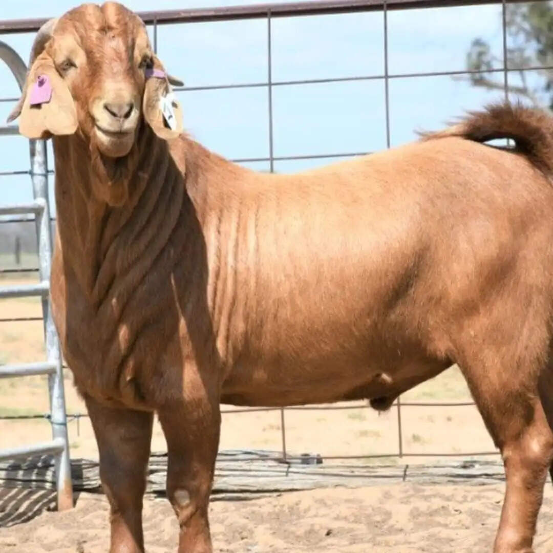 ஒரு ஆடு ரூ. 15.6 லட்சம்!! எங்கே? ஏன்? தெரிஞ்சிக்கனுமா