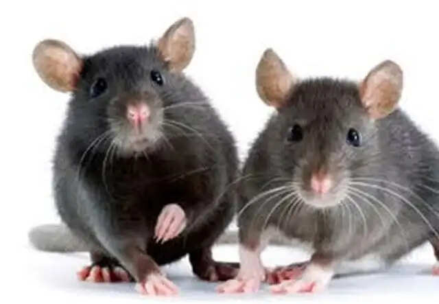 மதுரை மீனாட்சி அம்மன் கோயிலை அதகளமாக்கும் எலிகள்!!  அதிர்ச்சி ரிப்போர்ட்!!