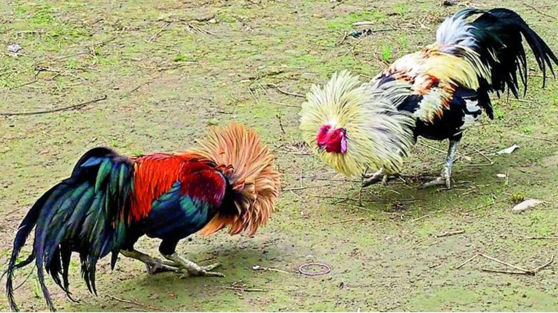 காவல்துறை அதிரடி! சேவல் சண்டையால் 8 பேர் கைது!