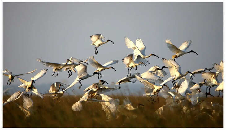 விழுப்புரத்தில் புதிய பறவைகள் காப்பகம் தமிழக அரசு அறிவிப்பு
