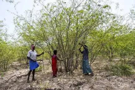 50 ஆண்டுகளுக்கு பின் மீட்டெடுக்கப்பட்ட குளம்! மகிழ்ச்சியில் விவசாயிகள்!!