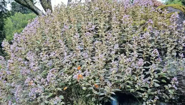மனதை கொள்ளை கொள்ளும் குறிஞ்சி பூ! படையெடுக்கும் சுற்றுலா பயணிகள்!