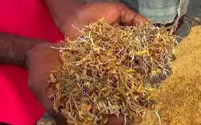 வேதனையில் விவசாயிகள்! மழையில் முளைத்து வீணாகும் நெல்மணிகள் !