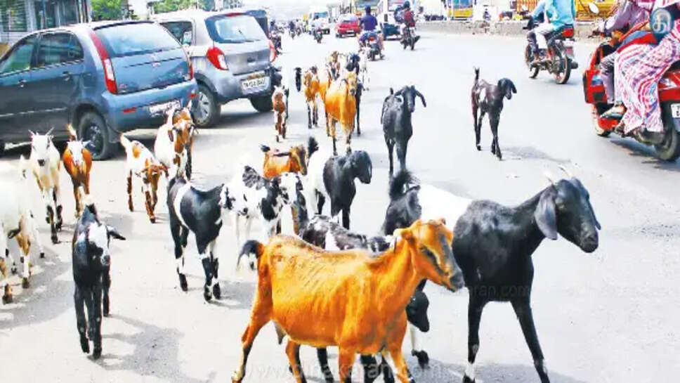 இனி ஆடு, மாடு சாலைகளில் சுற்றி திரிந்தால் ரூ 10000 அபராதம்!!