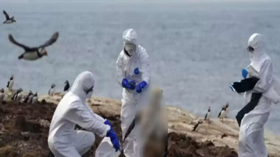 பறவைக்காய்ச்சல்