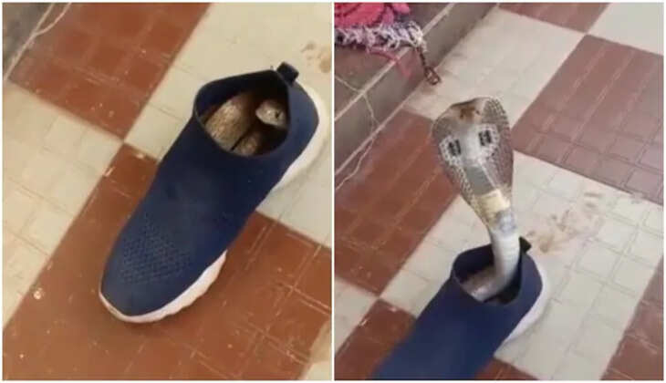 ஷூவுக்குள் நாகப்பாம்பு