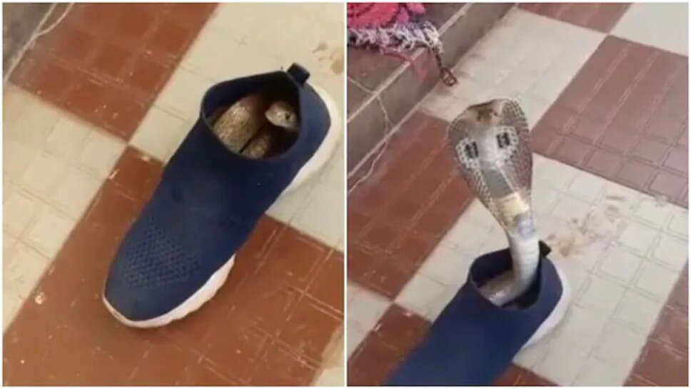 ஷூவுக்குள் நாகப்பாம்பு