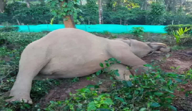 யானை உயிரிழப்பு