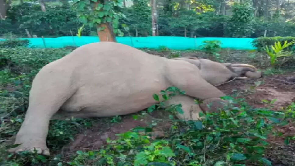 யானை உயிரிழப்பு