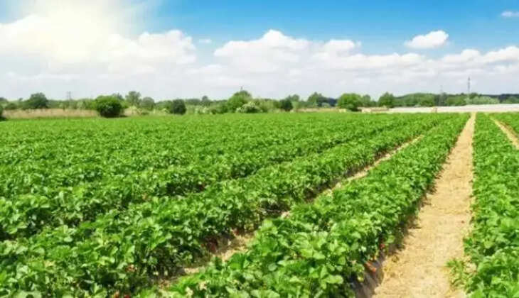 மரக்கன்று செடி தோட்டம் விவசாயம்