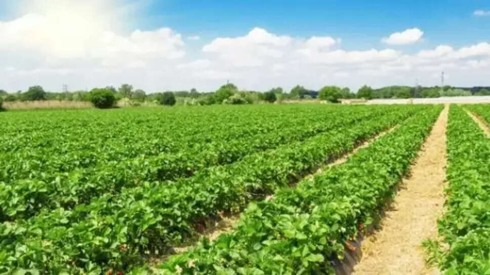 மரக்கன்று செடி தோட்டம் விவசாயம்