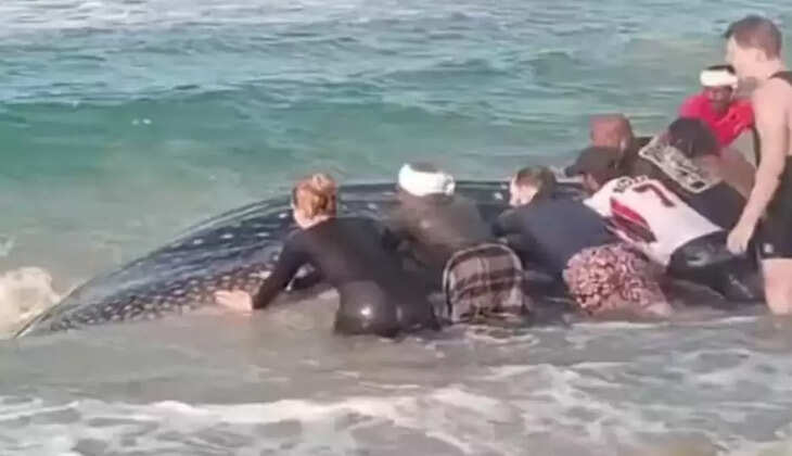 திமிங்கலம்