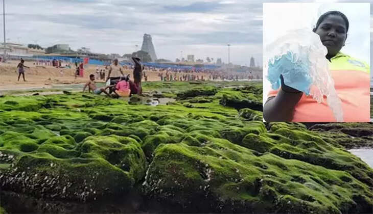 திருச்செந்தூர் ஜெல்லி