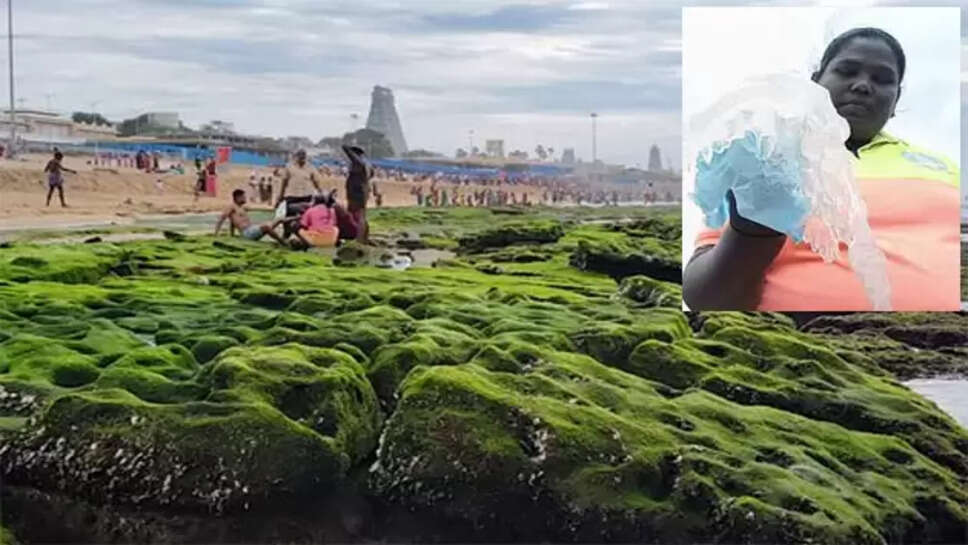 திருச்செந்தூர் ஜெல்லி