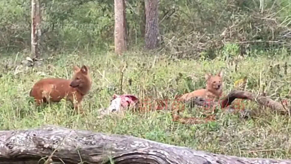 செந்நாய்