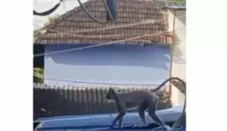 வெள்ளமந்தி குரங்கு