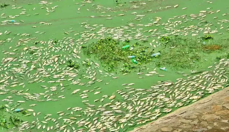 நைட்ரேட்