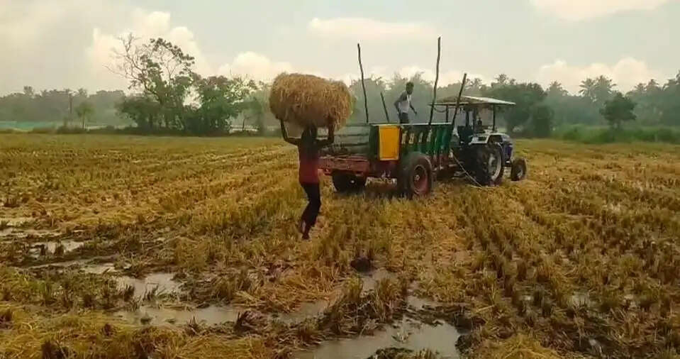 விவசாயம் நெல்