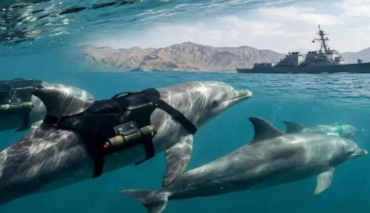 dolphins