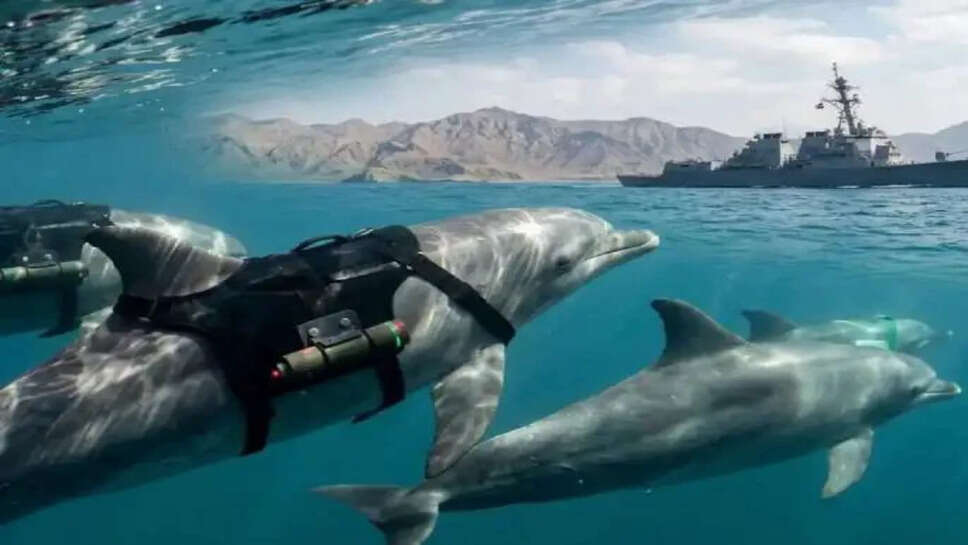 dolphins