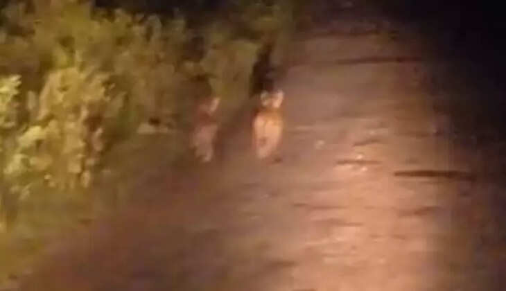 குட்டிப்புலி