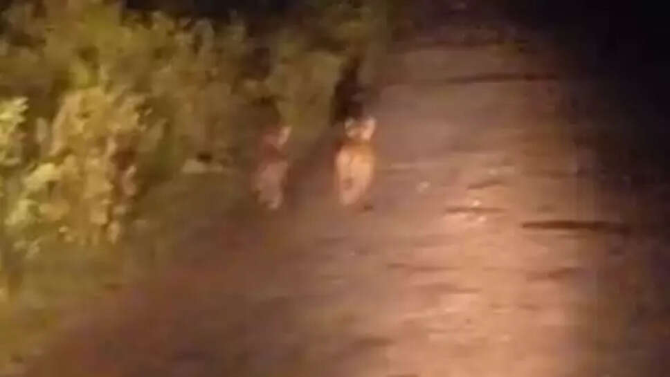 குட்டிப்புலி