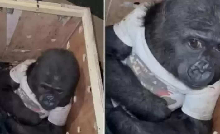 துருக்கி கொரில்லா