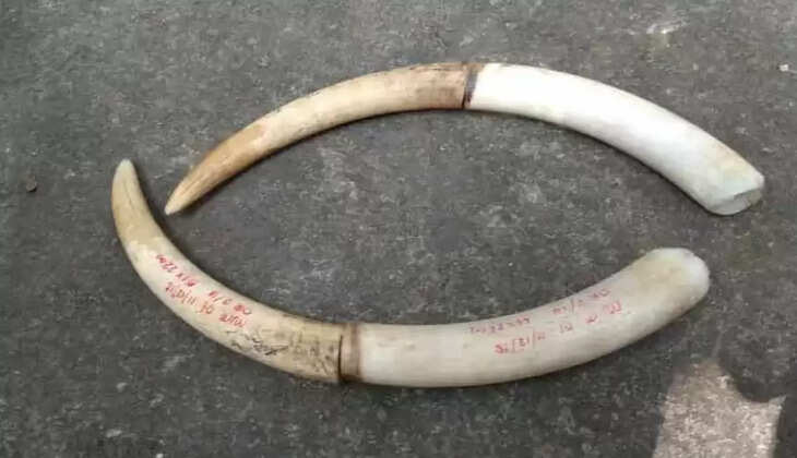 யானை தந்தம்