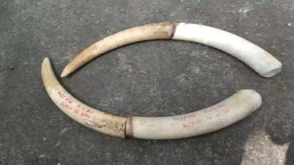 யானை தந்தம்