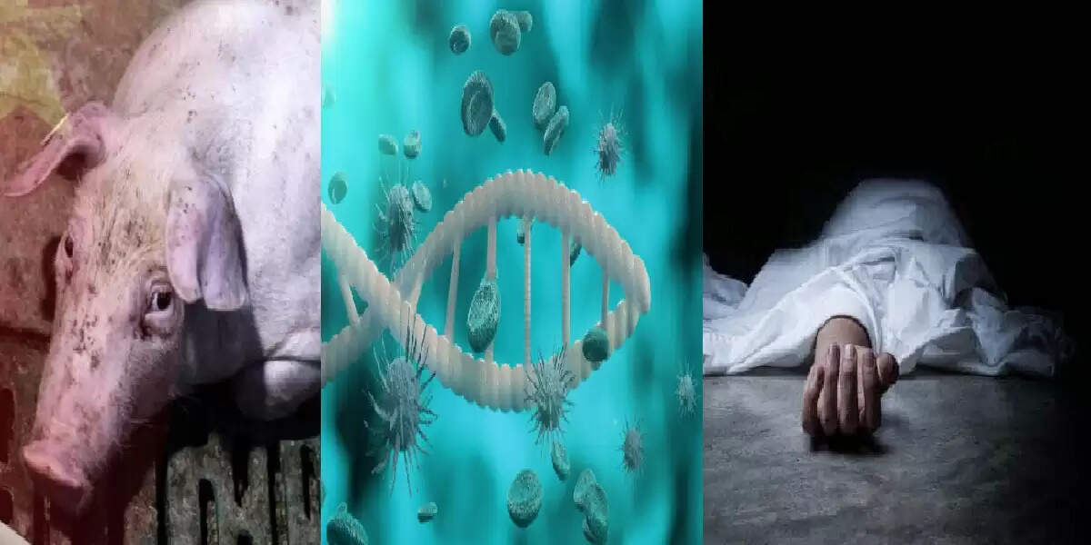 பன்றிக் காய்ச்சல்