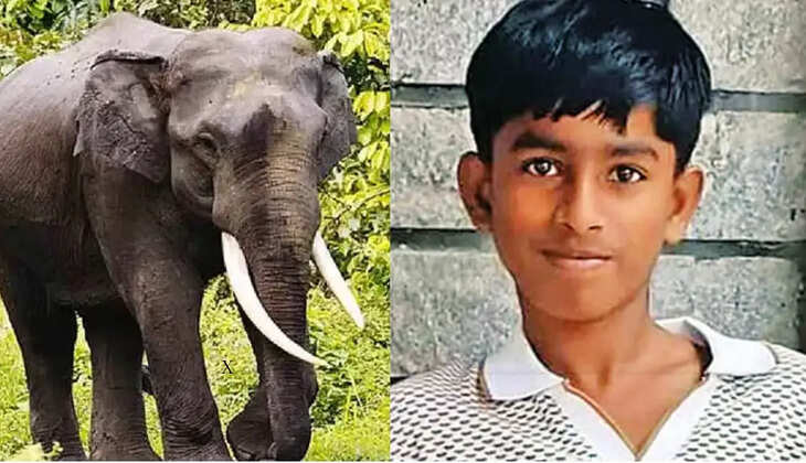 யானை