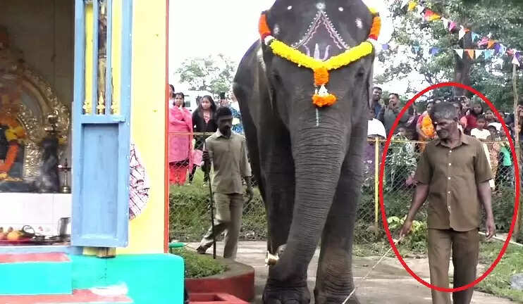 மசினி யானை