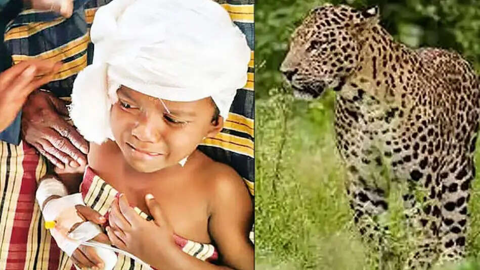வால்பாறை சிறுத்தை