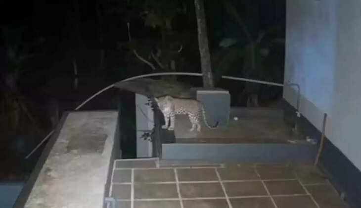 சிறுத்தை