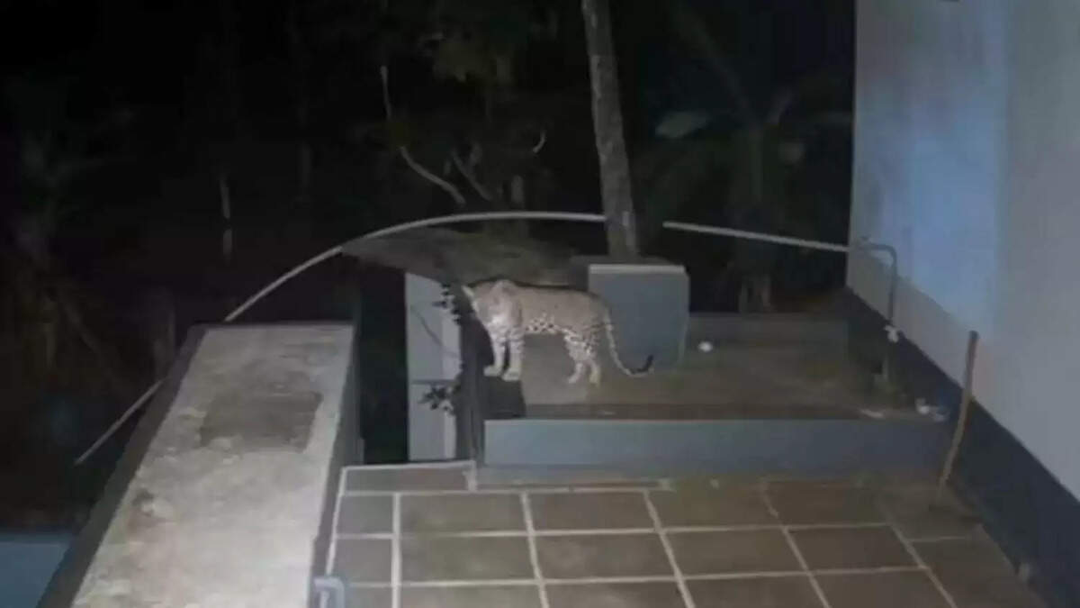 சிறுத்தை