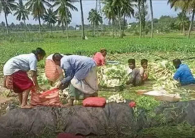 முள்ளங்கி