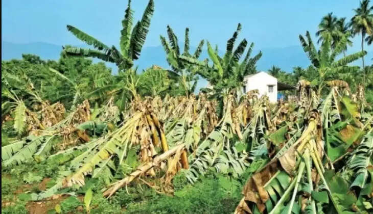 முறிந்த வாழை மரங்கள்