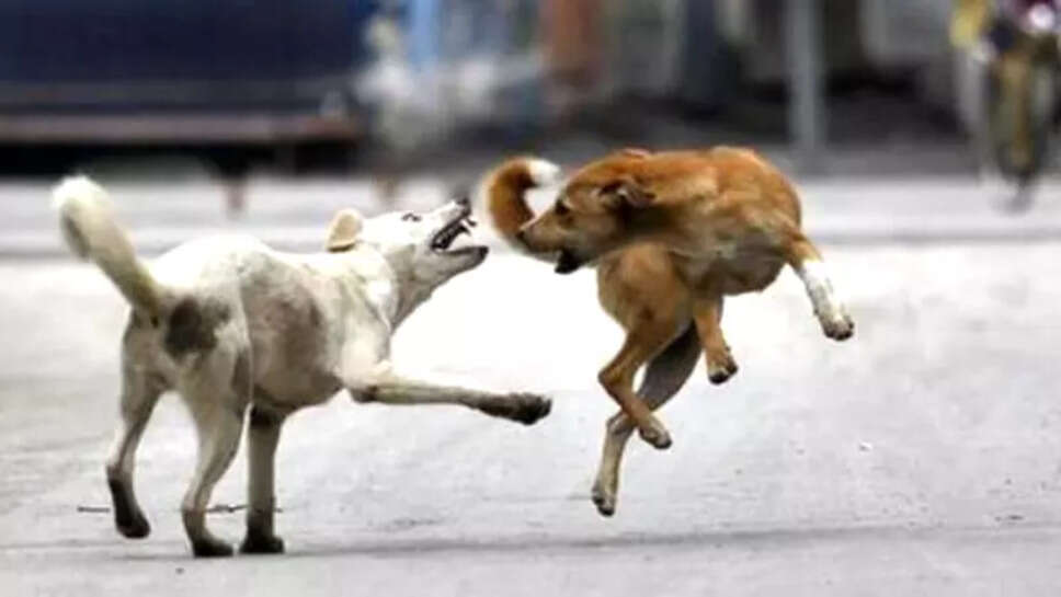 வெறி நாய்கள்