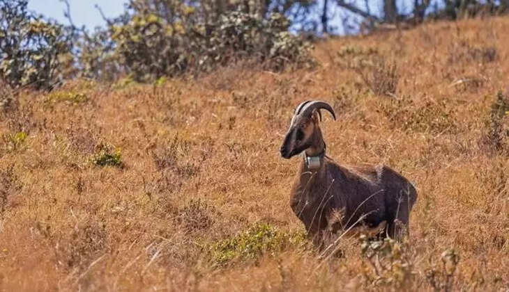 வரையாடு