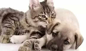 சென்னையில் நாய்–பூனை செல்லப்பிராணி உரிமம் பெற அவகாசம் நீட்டிப்பு!