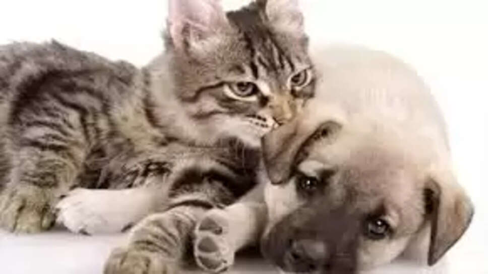 நாய் பூனை