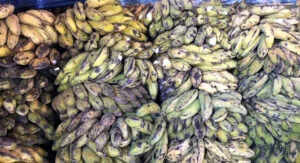 பங்குனி உத்திர திருவிழாவிற்கு 300 டன் மலைவாழைப்பழம் மலைபோல குவிந்தது