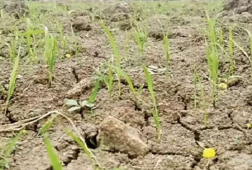 நெற்பயிர்கள்