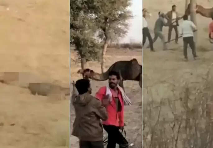 ஒட்டகம்