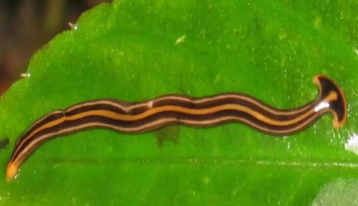 சுத்தியல் தலைப் புழுக்கள்